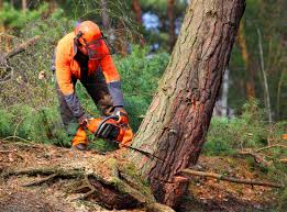 Best Arborist Consultation Services  in Green Island, NY